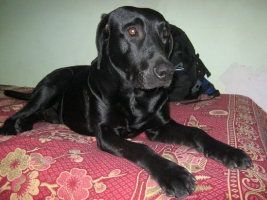 LABRADOR NEGRO DE 18 MESES BUSCA NOVIA SIN INTERES ECONOMICO
LABRADOR NEGRO DE 18 MESES BUSCA NOVIA SIN INTERES ECONOMICO